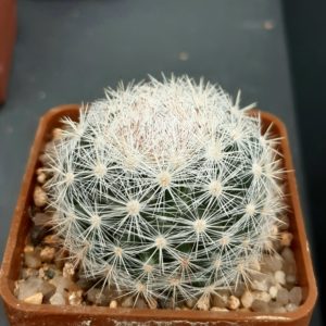 Mammillaria candida