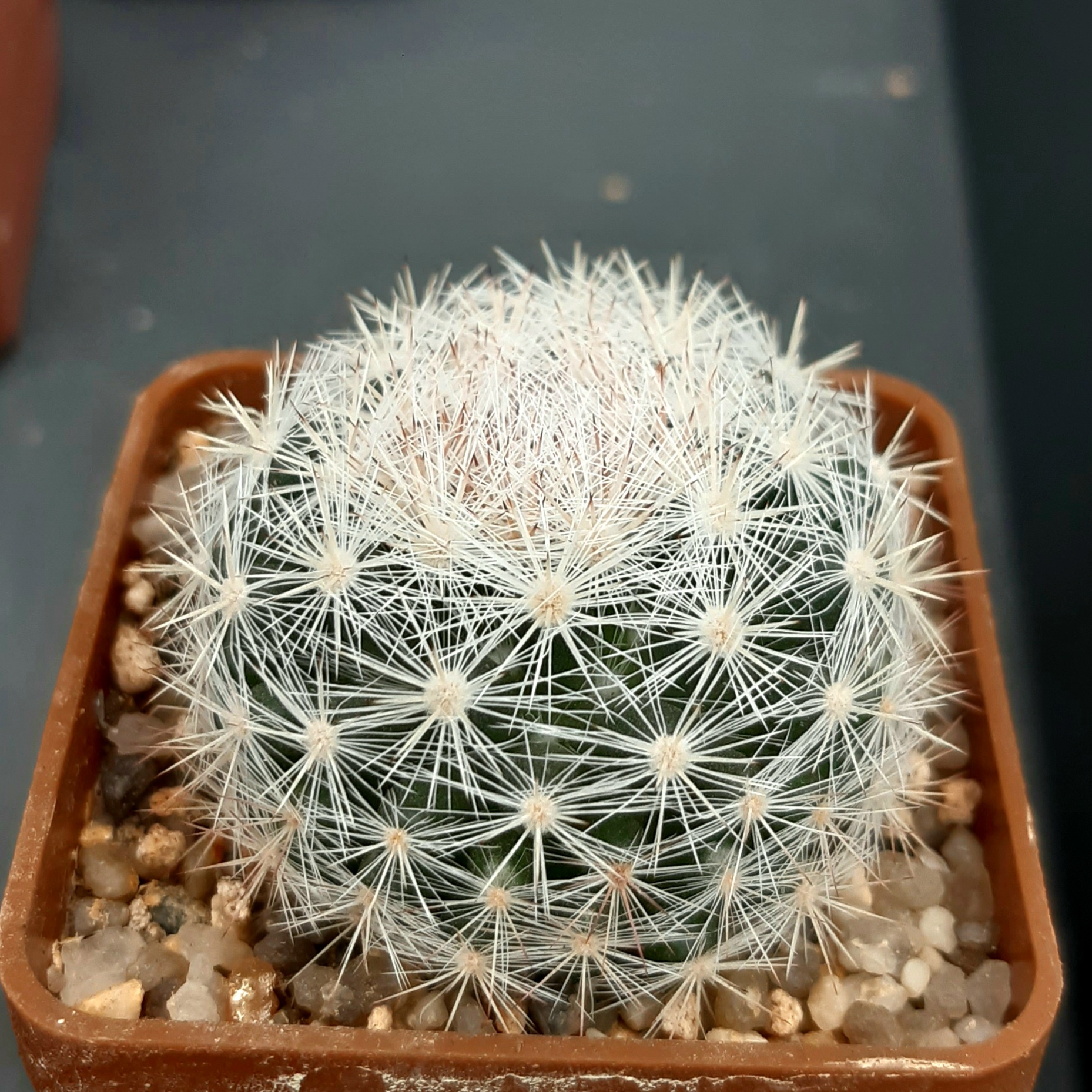 Mammillaria candida