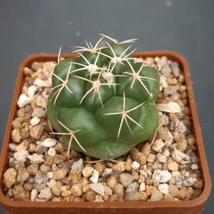 Coryphantha elephantidens