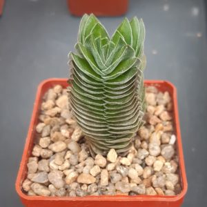 Crassula 'Buddha's Temple'