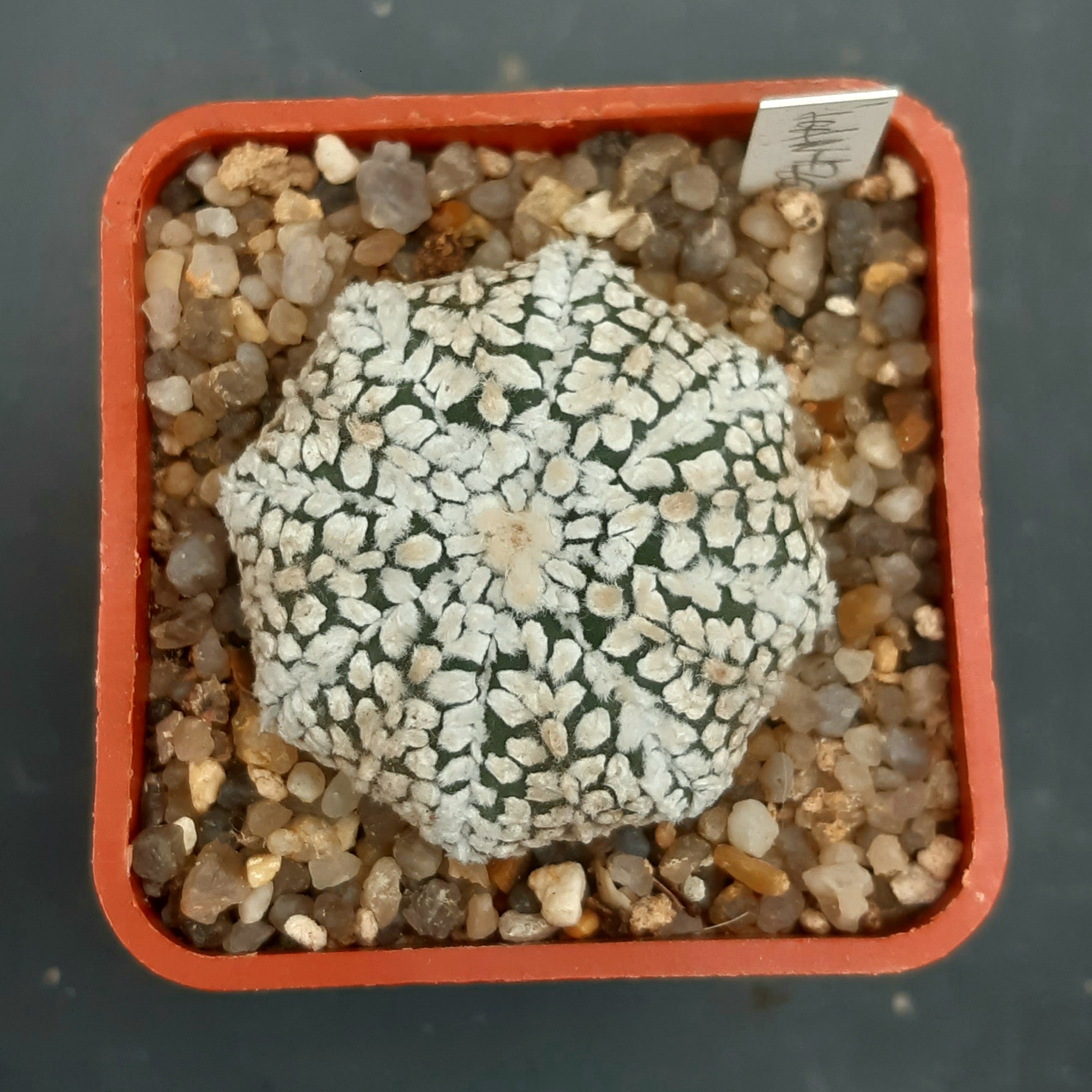 Astrophytum asterias 'Superkabuto' Star Shape