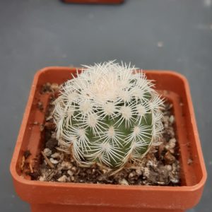Echinocereus pectinatus
