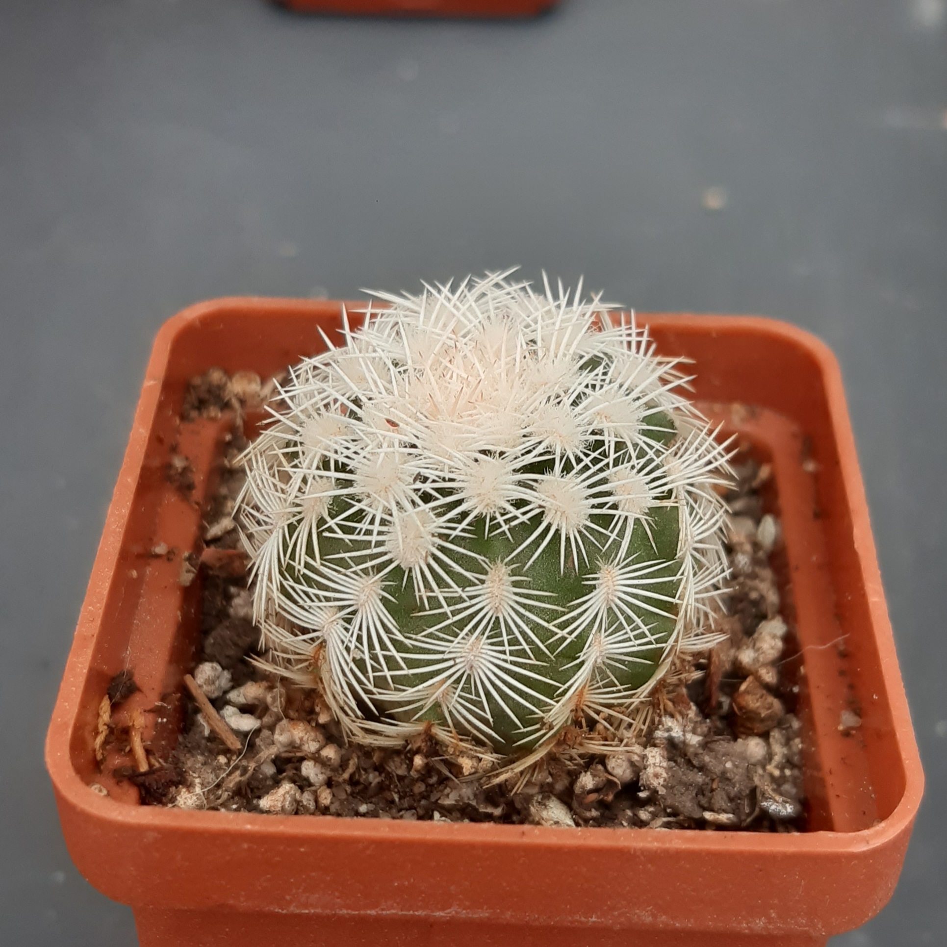 Echinocereus pectinatus