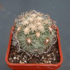 Coryphantha kracikii KKR339