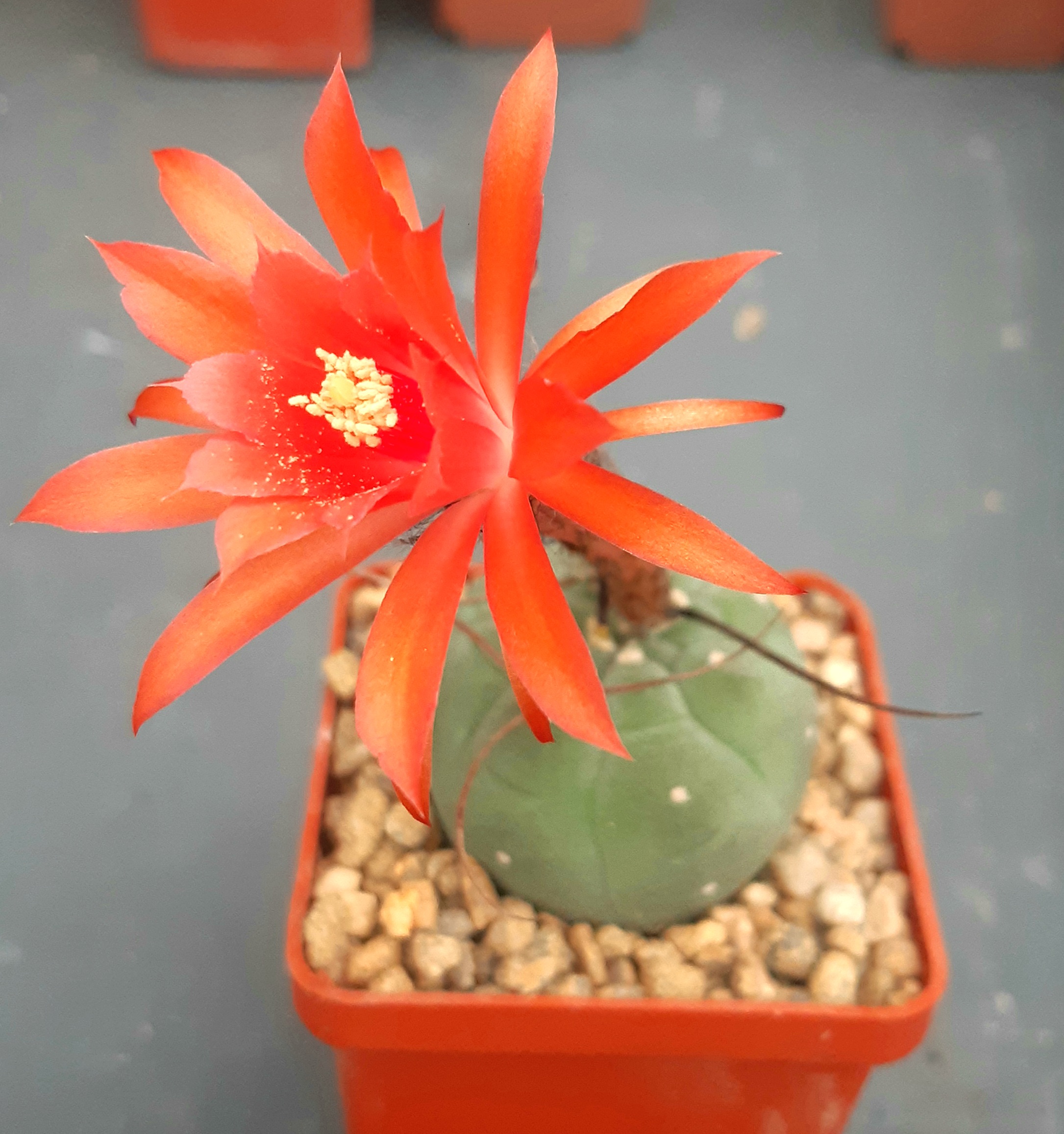 Submatucana madisoniorum (Plapp)