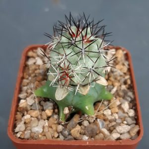 Ortegocactus macdougallii
