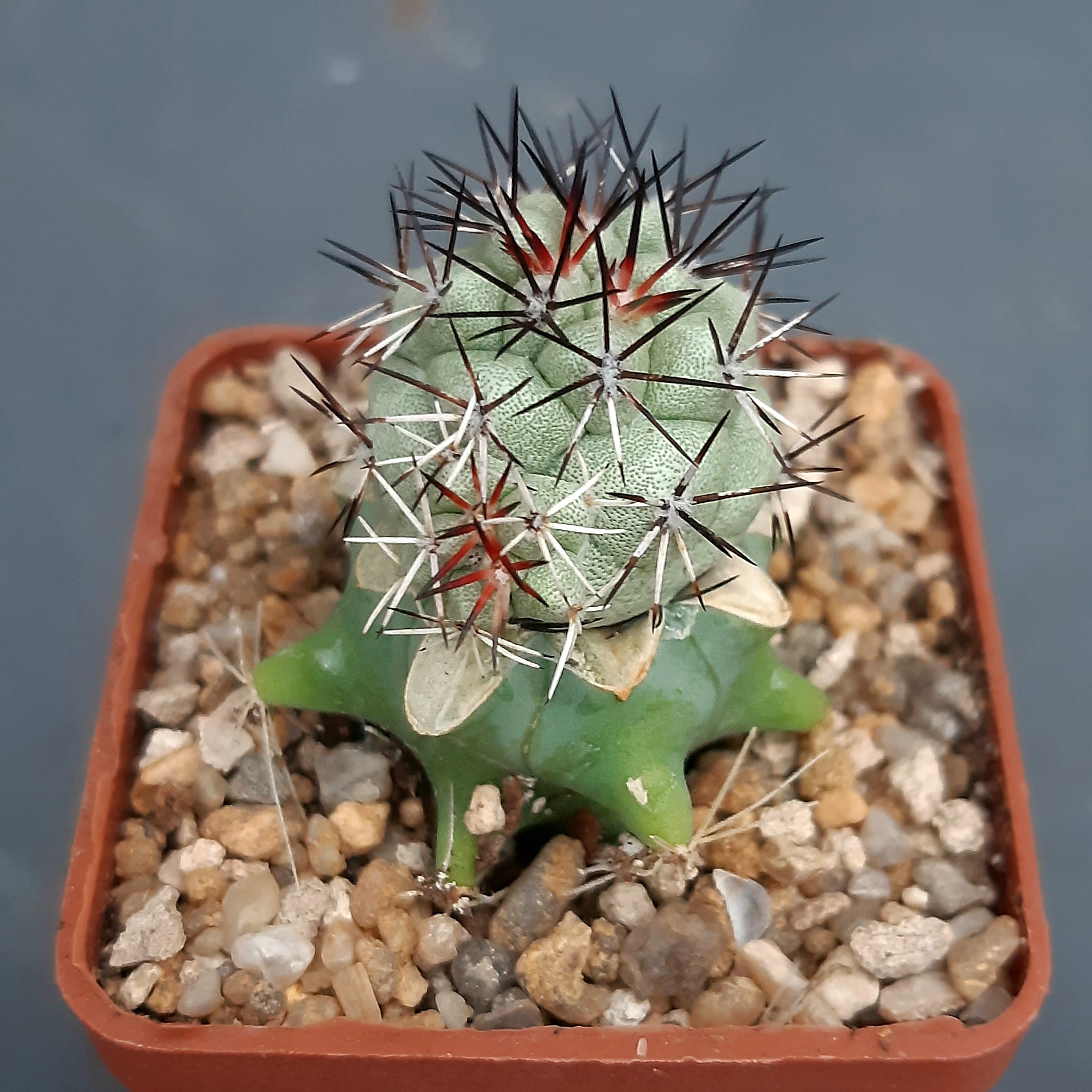 Ortegocactus macdougallii