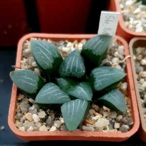 Haworthia bayeri ex Steven Hammer