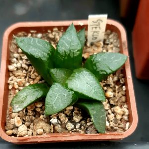 Haworthia comptoniana 'Steklo' x 'N Suishou 101'