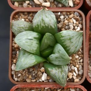Haworthia 'Byakuya Mutica' HRX-11  ex.Cactus Nishi