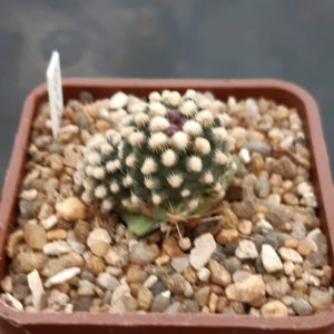 Pediocactus knowltonii SB304 San Juan County, NM