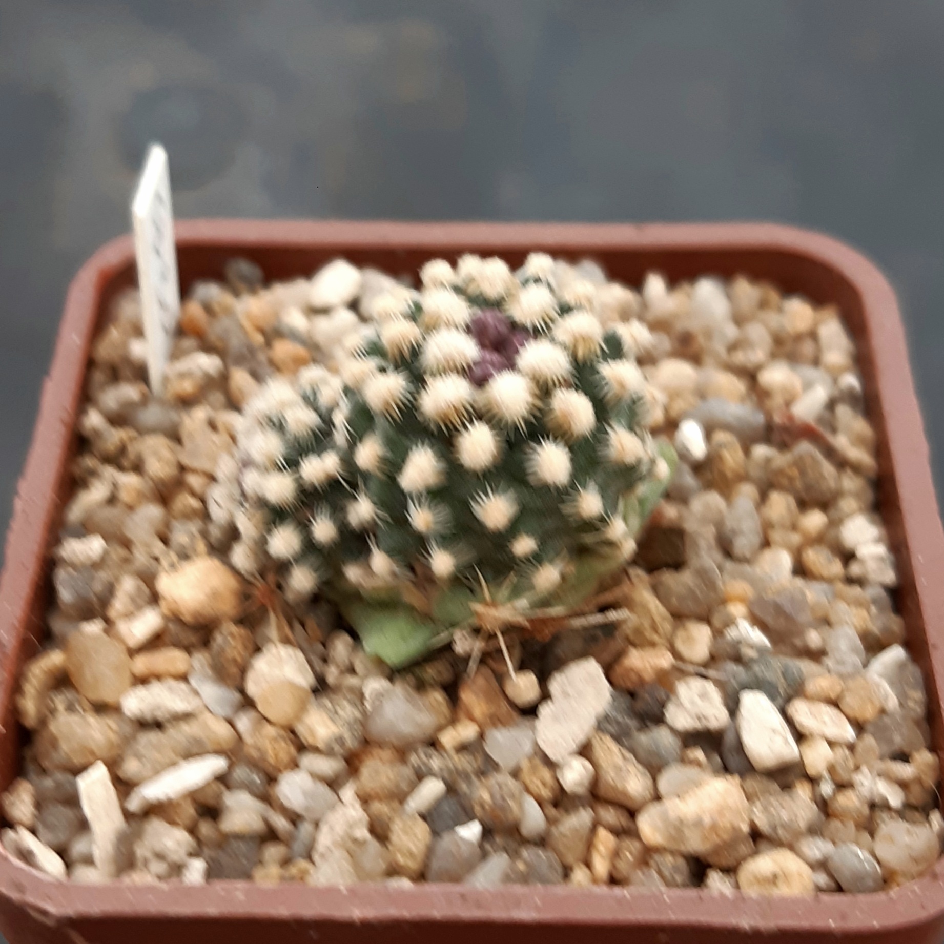Pediocactus knowltonii SB304 San Juan County, NM
