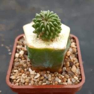 Echinofossulocactus sp. inermis