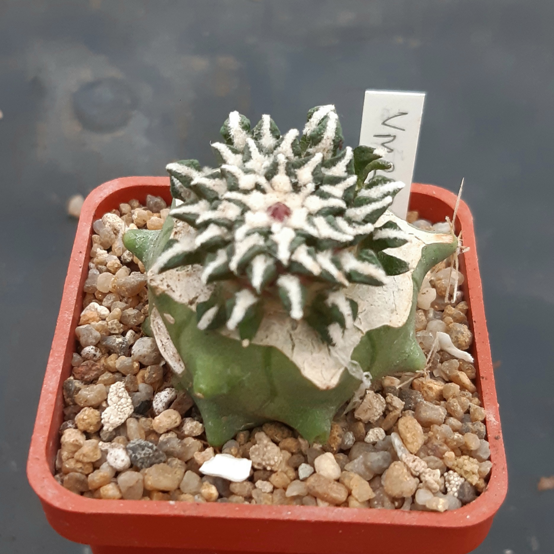 Ariocarpus kotchoubeyanus VM285 Entronque Huizache SLP
