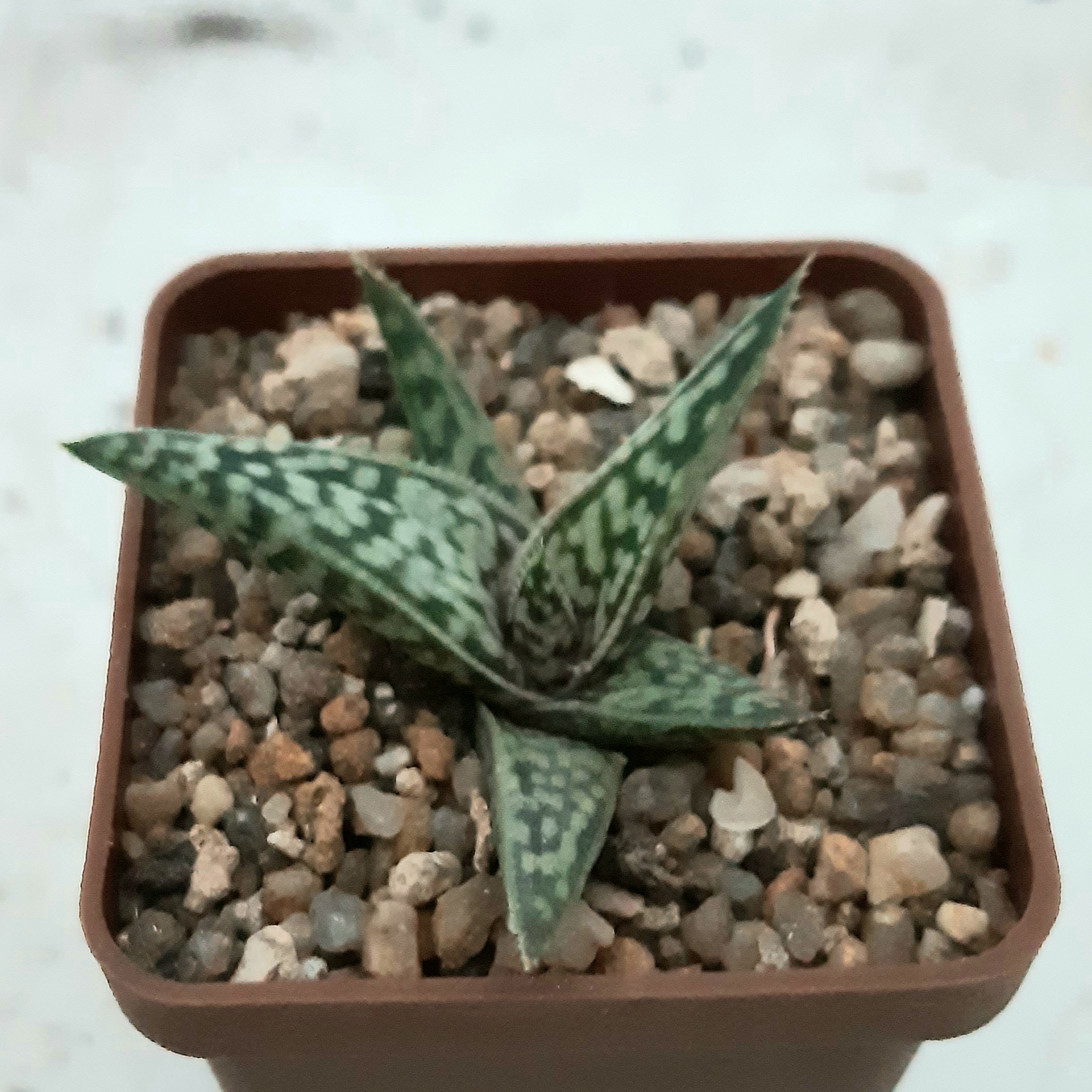 Aloe sladeniana
