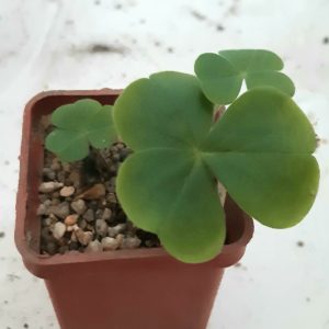 Oaxalis bowiei