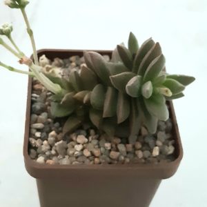 Crassula hybr
