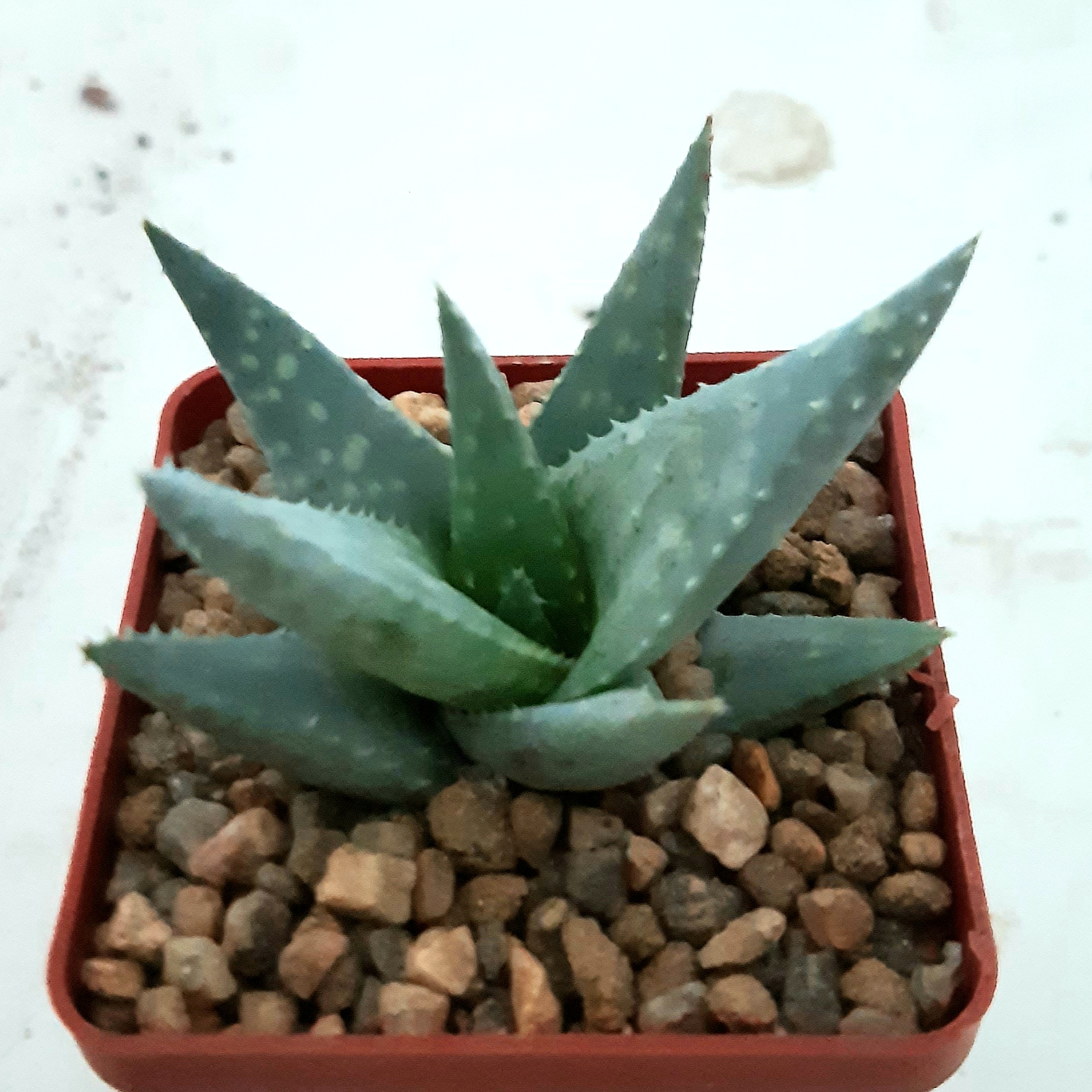 Aloe cv.'Silver Spur'