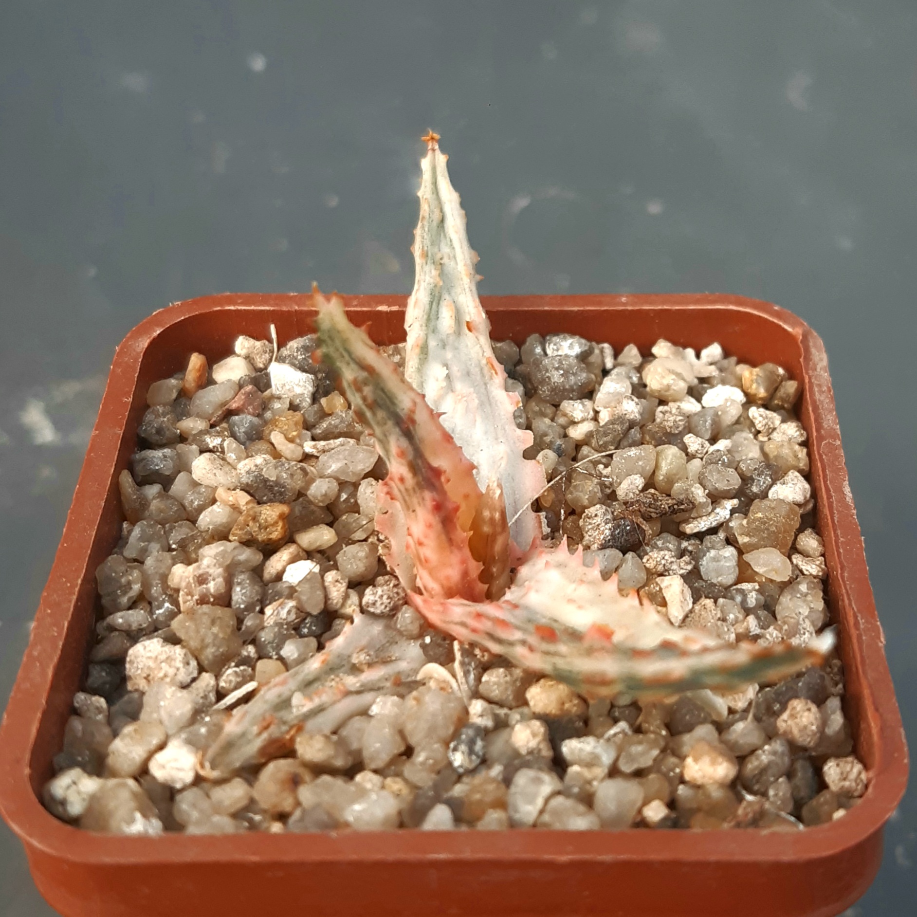 Aloe cv.'Star Fire' variegated