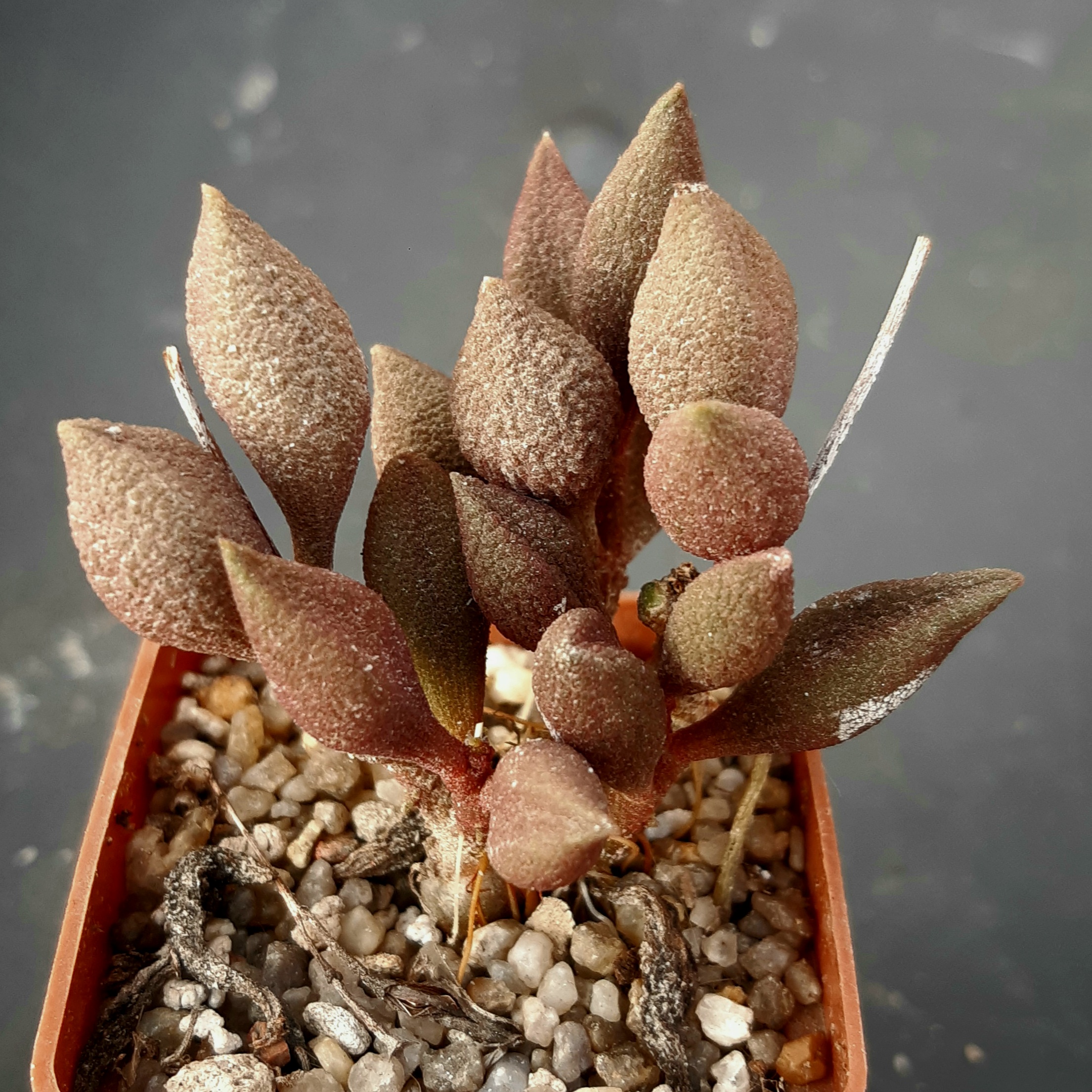 Adromischus marianiae 'multicolor' CR1263, Maerpoort, SE Berg, Springbok, ex.PV