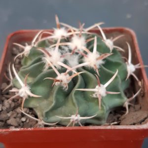 Homalocephala (=Echinocactus) texensis