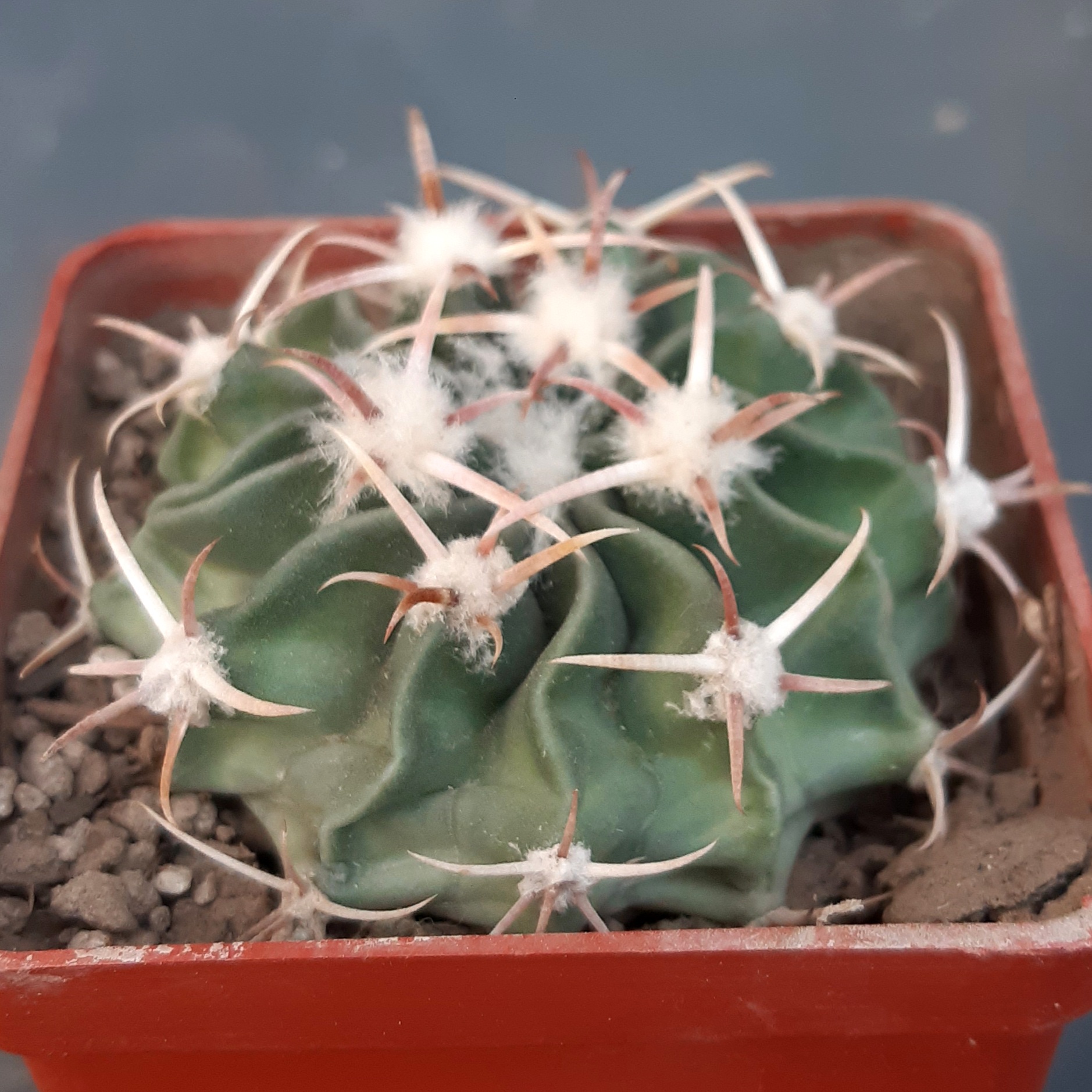 Homalocephala (=Echinocactus) texensis