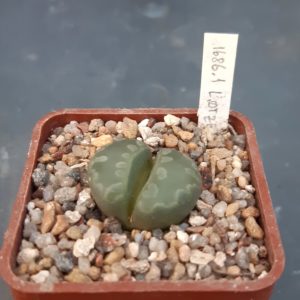 Lithops otzeniana C128