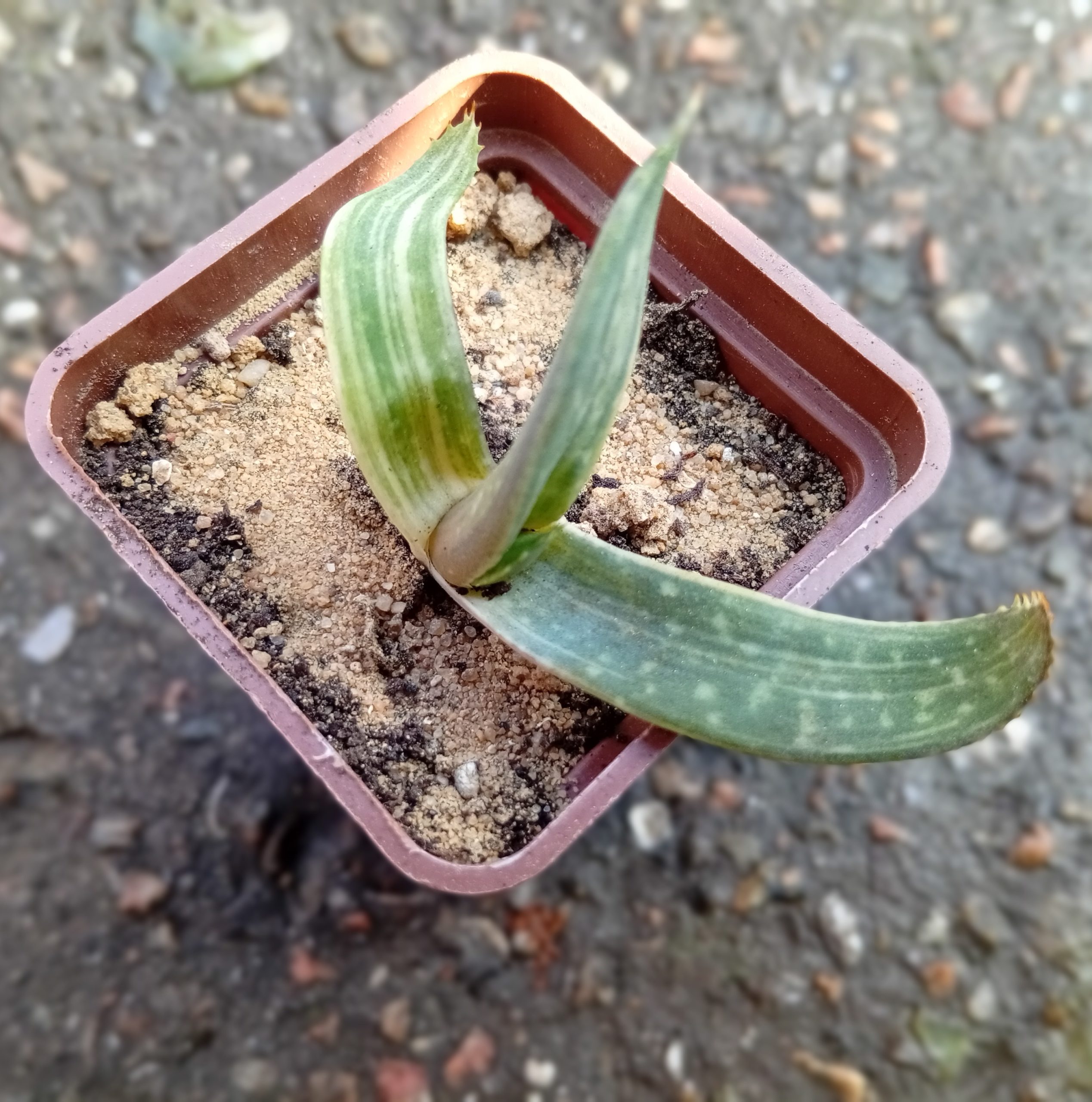 Aloe Tiger Taffii (1)