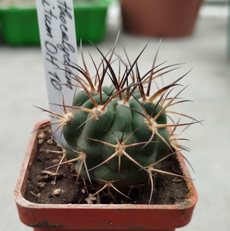 Acanthocalycium munitum DH10 Cerro Zorrito, Plateau #1