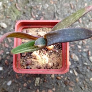 Aloe Tiger Taffii (2)