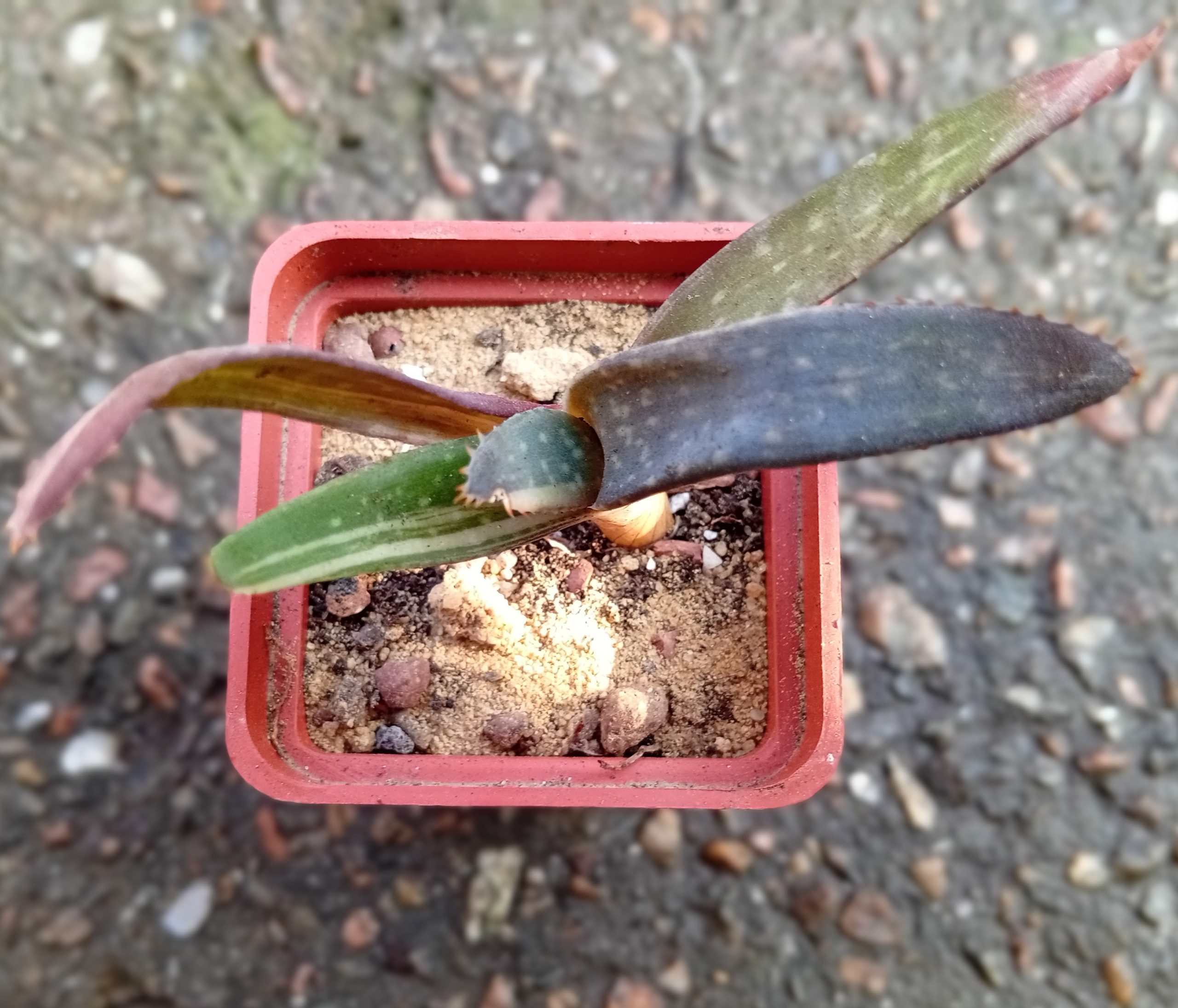 Aloe Tiger Taffii (2)
