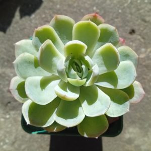 Echeveria elegane Snow Ball