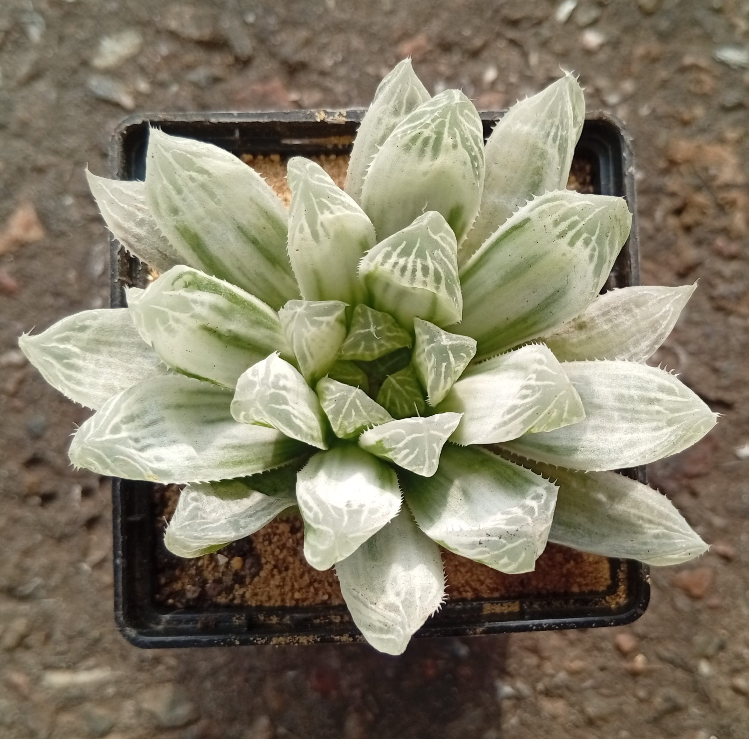Haworthia cooperi Silver Swirls