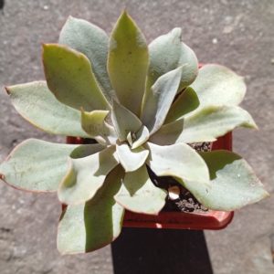 Echeveria Courtisane