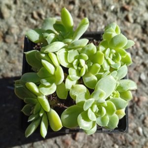 Echeveria Iria