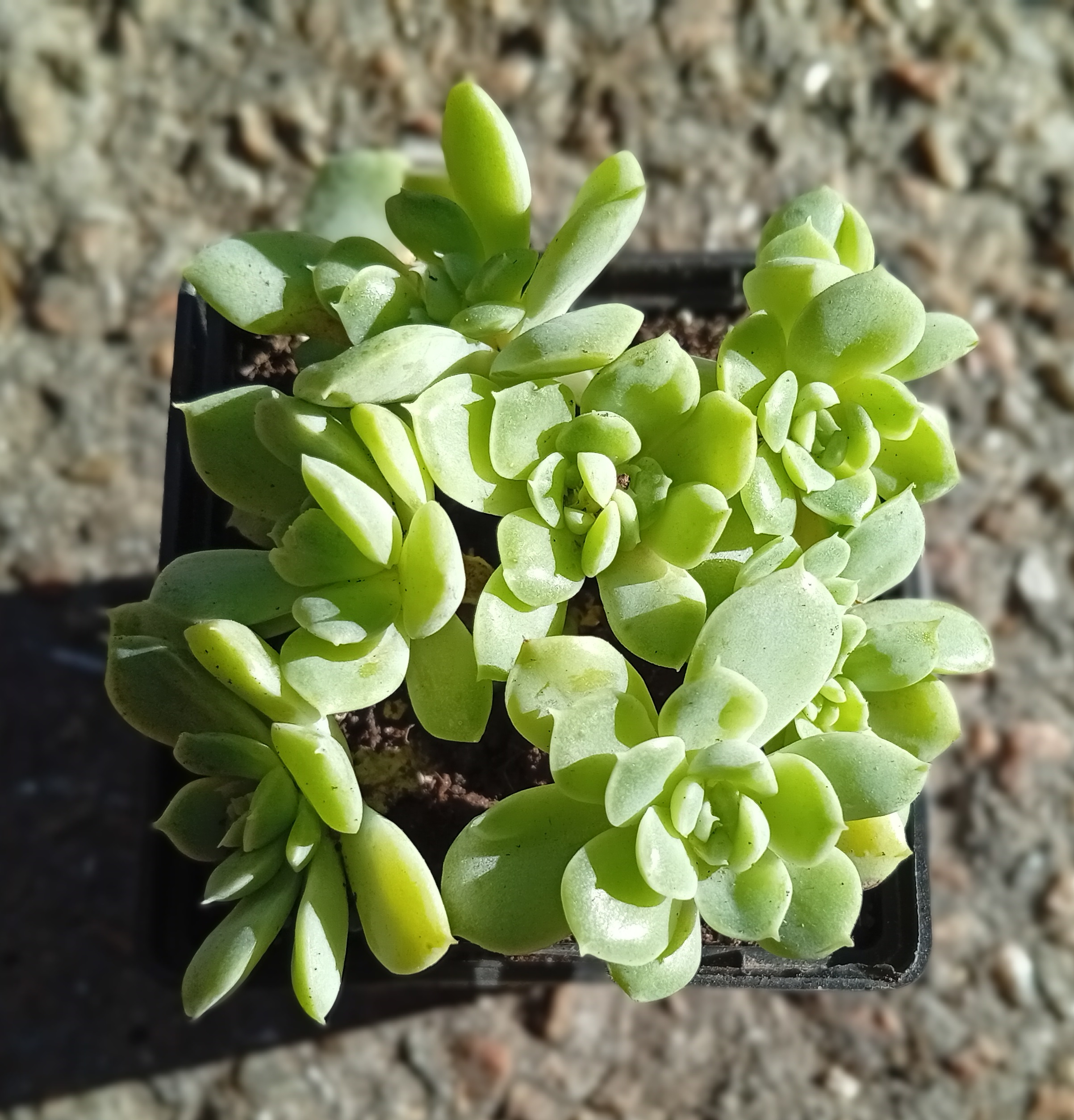 Echeveria Iria