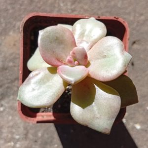 Graptoveria Mrs Richards