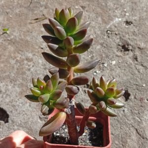 Sedeveria Jet Beads