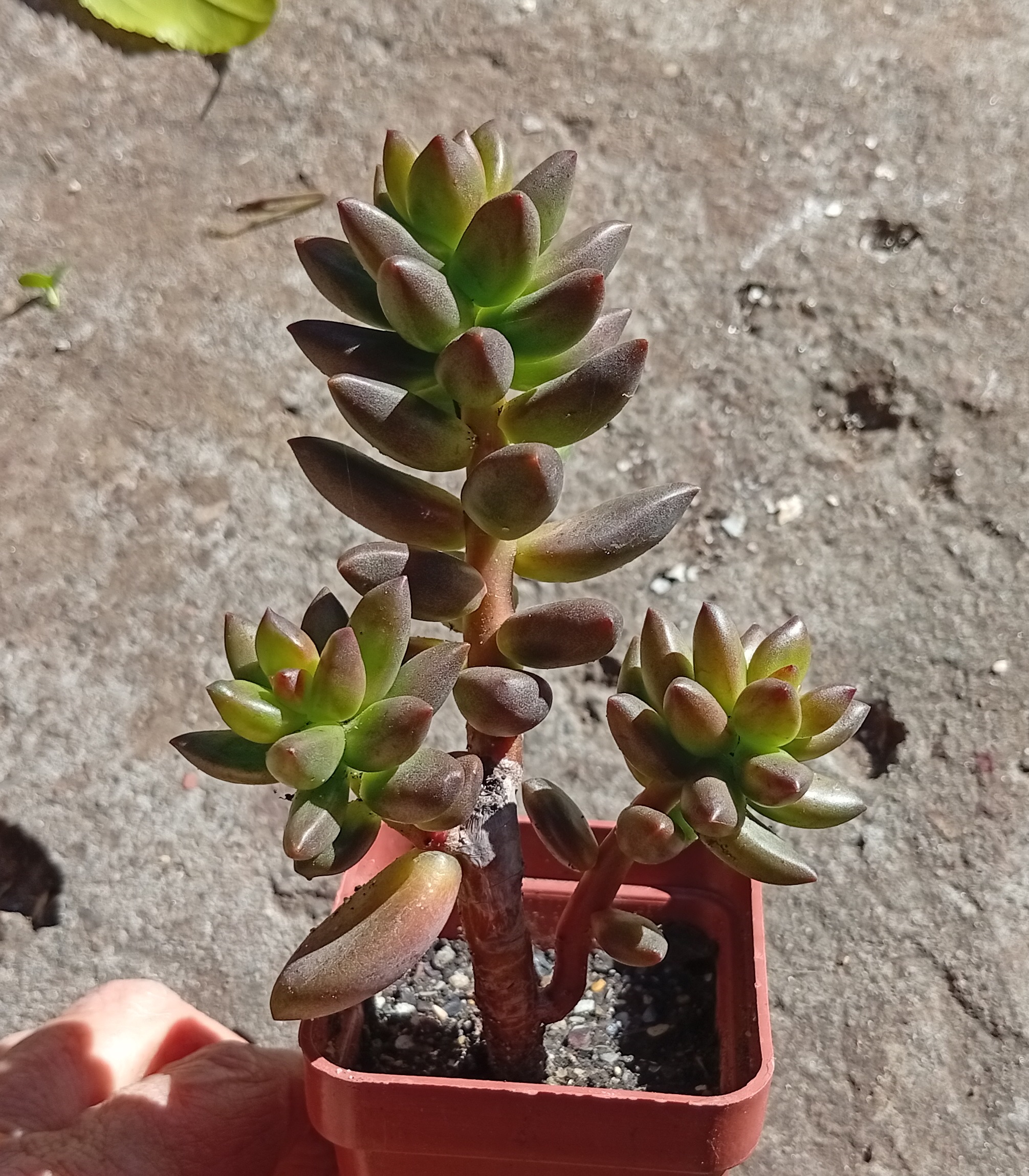 Sedeveria Jet Beads