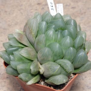 360 Haworthia obtusa ‘Murasaki’ hybrid F2