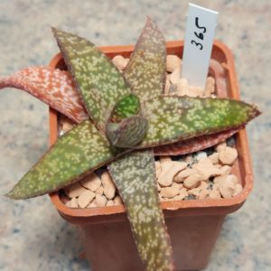 365 Gasteria batesiana hybrid