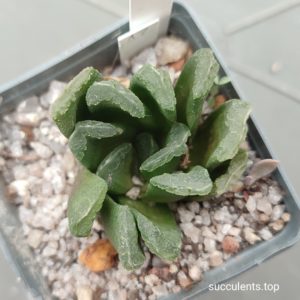 haworthia truncata spiralis hybrid