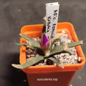 ariocarpus agavoides короткий лист
