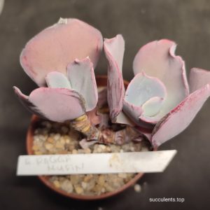 echeveria ragga mufin