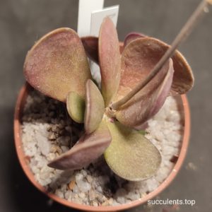 adromischus silver surfer