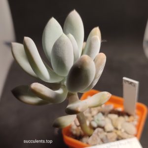 pachyphytum