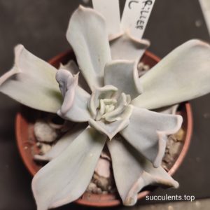 echeveria thrriler perl