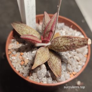 adromischus marianiae Richtelsveld