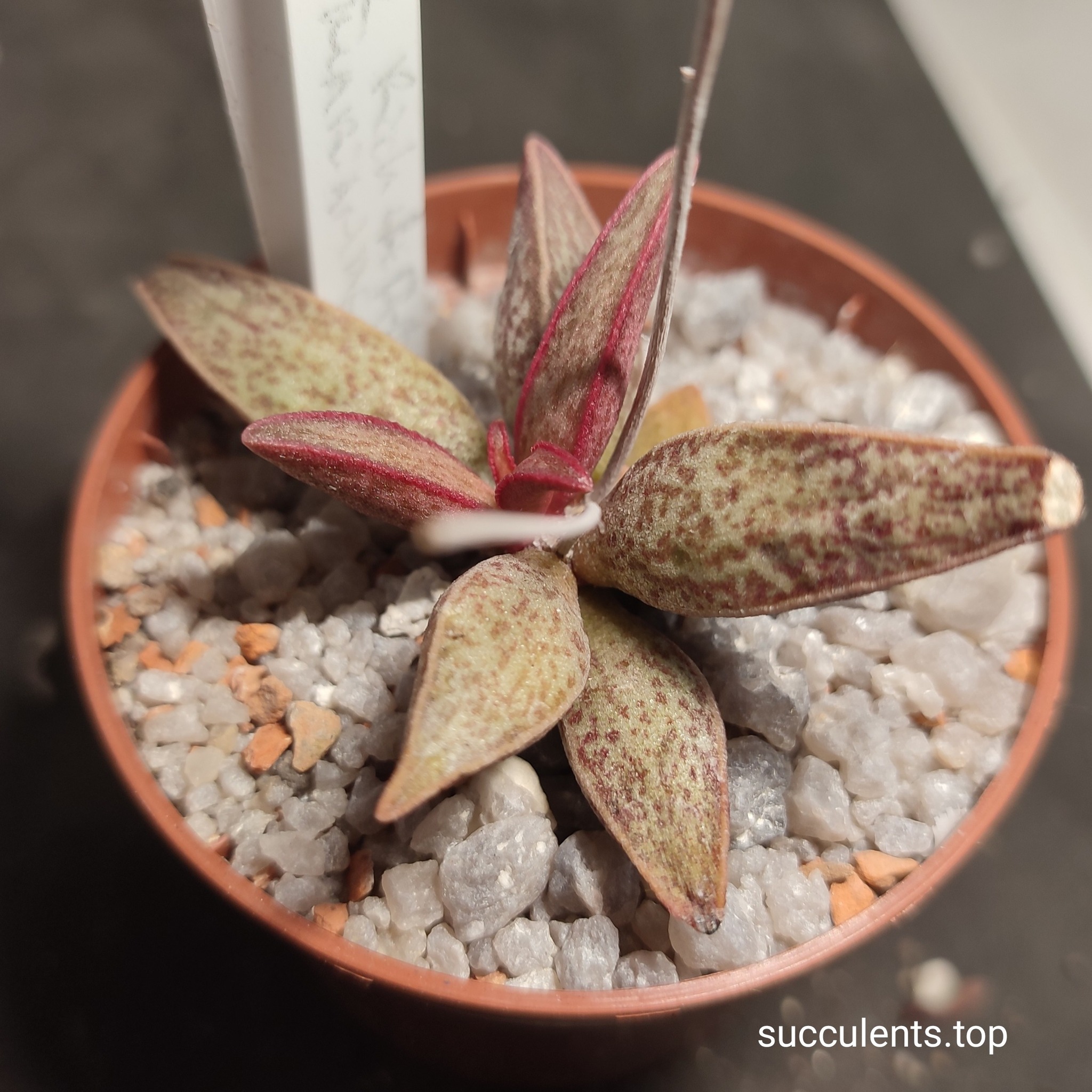 adromischus marianiae Richtelsveld