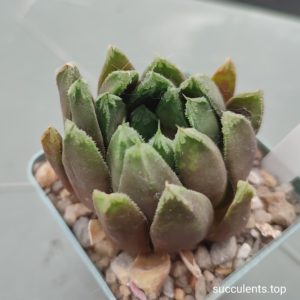 haworthia hybrid